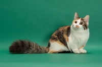 Picture of Brown Classic Torbie & White Munchkin