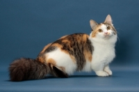 Picture of Brown Classic Torbie & White Munchkin, side view