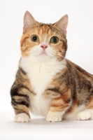 Picture of Brown Classic Torbie & White Munchkin, front view