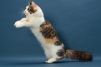Picture of Brown Classic Torbie & White Munchkin jumping up