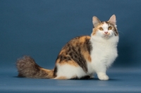 Picture of Brown Classic Torbie & White Munchkin