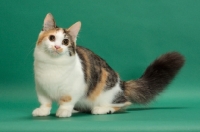 Picture of Brown Classic Torbie & White Munchkin on green background