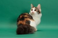 Picture of Brown Classic Torbie & White Munchkin, back view