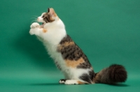 Picture of Brown Classic Torbie & White Munchkin on hind legs