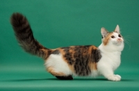 Picture of Brown Classic Torbie & White Munchkin