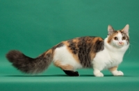 Picture of Brown Classic Torbie & White Munchkin, side view