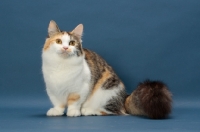 Picture of Brown Classic Torbie & White Munchkin sitting down