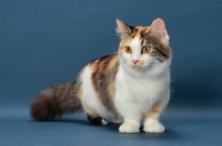 Picture of Brown Classic Torbie & White Munchkin