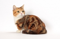 Picture of Brown Classic Torbie & White Munchkin, back view