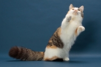 Picture of Brown Classic Torbie & White Munchkin, jumping up