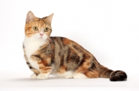 Picture of Brown Classic Torbie & White Munchkin on white background