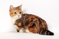 Picture of Brown Classic Torbie & White Munchkin, in studio