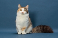 Picture of Brown Classic Torbie & White Munchkin sitting down