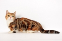 Picture of Brown Classic Torbie & White Munchkin, side view