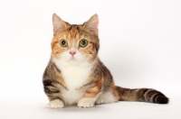 Picture of Brown Classic Torbie & White Munchkin