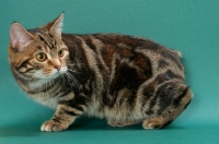 Picture of Brown Classic Torbie Manx cat, crouching