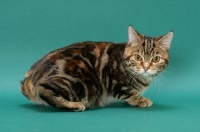 Picture of Brown Classic Torbie Manx cat crouching down