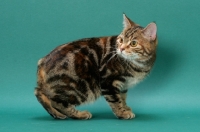 Picture of Brown Classic Torbie Manx cat in studio