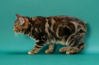 Picture of Brown Classic Torbie Manx cat, side view