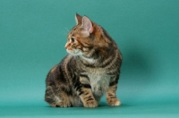 Picture of Brown Classic Torbie Manx cat on green background