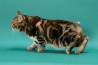 Picture of Brown Classic Torbie Manx cat, side view