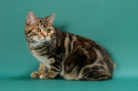 Picture of Brown Classic Torbie Manx cat