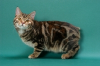 Picture of Brown Classic Torbie Manx cat
