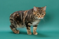 Picture of Brown Classic Torbie Manx cat