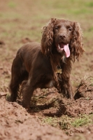 Picture of brown Cocker Spaniel