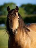 Picture of brown Connemara horse, portrait