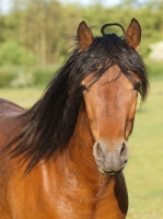 Picture of brown Connemara pony, portrait