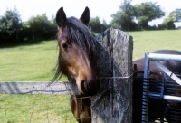 Picture of brown dales pony in a field
