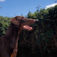 Picture of brown dobermann, head shot