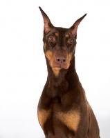 Picture of brown Dobermann in studio