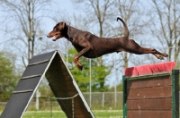 Picture of brown Dobermann jumping