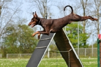 Picture of brown Dobermann jumping