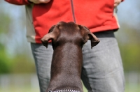 Picture of brown Dobermann looking at owner