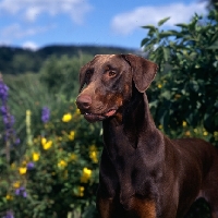 Picture of brown dobermann near flowers