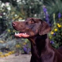 Picture of brown dobermann, portrait