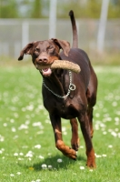 Picture of brown Dobermann retrieving