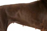 Picture of brown Dobermann