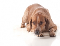 Picture of brown dog laying in studio on white background