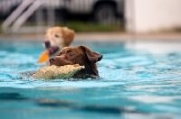 Picture of brown dog retrieving in water