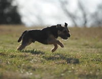 Picture of brown dog running on grass