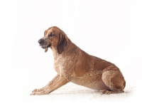 Picture of brown dog sitting in studio