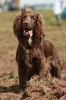 Picture of brown English Cocker Spaniel