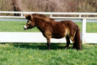 Picture of brown falabella pony