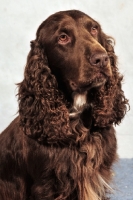 Picture of brown Field Spaniel
