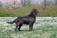 Picture of brown Flat Coated Retriever, posed
