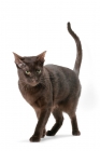 Picture of brown Havana cat looking alert